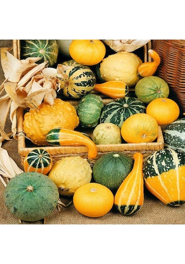 Minyatür Süs Kabağı Tohumu Pear Bicolor Gourd