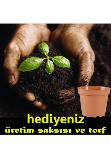 Bodur Limon Ağacı 5 Adet Doğal Tohum