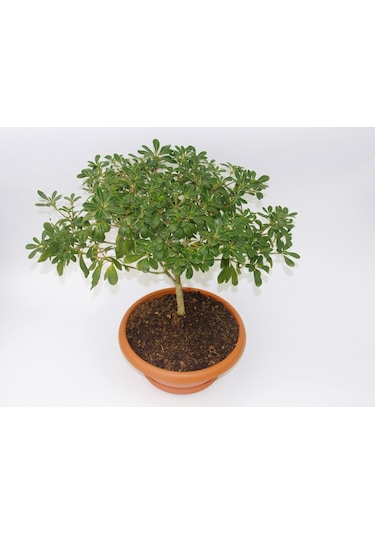 Bonsai Yıldız Çalısı Pitosporum Ev / Ofis Bitkisi