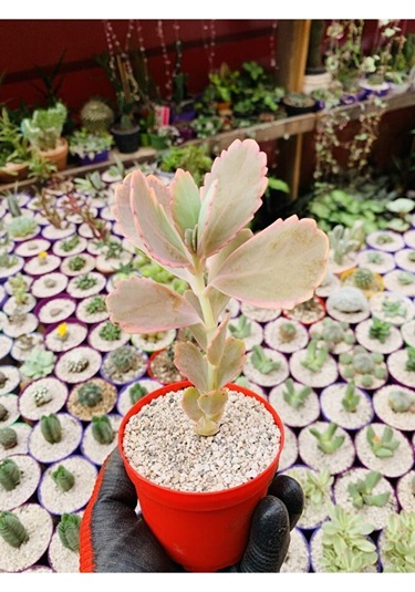 Kalanchoe Fedschenkoi Pembe Kalanchoe Koleksiyonluk Tür