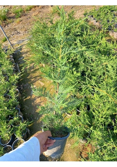 10 Adet Leylandi, Saksılı 70 cm Üzeri (Çit Çamı)