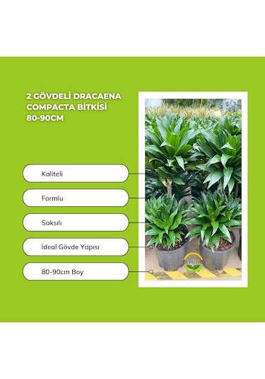 2 Gövdeli Dracaena Compacta Bitkisi 80-90cm