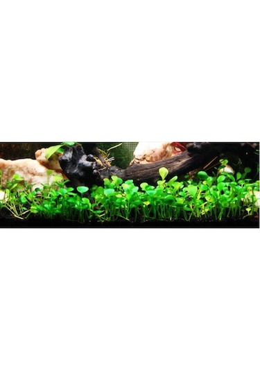 BÜYÜK YAPRAK SU YONCASI CANLI SU BİTKİSİ TOHUMU