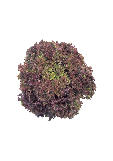 Yerli Ata Tohumu Kırmızı Kıvırcık 100 Adet