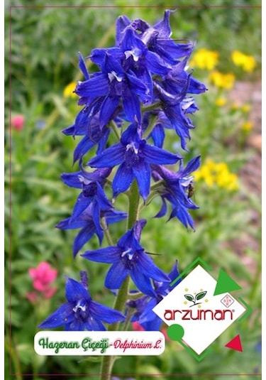 Arzuman Süs Bitki Hazeran Çiçek Tohumu