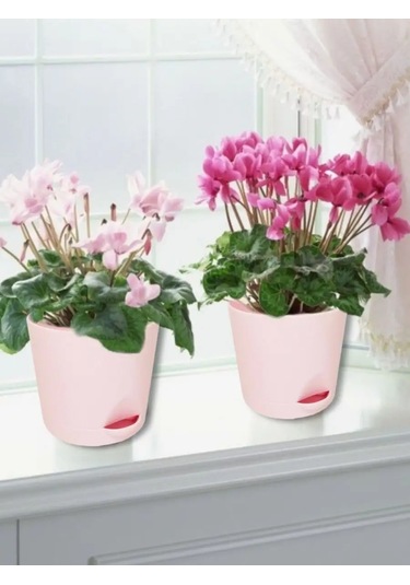 Interm Meyan Çiçeği Saksısı Küçük Plastik Saksı Seti 104978040