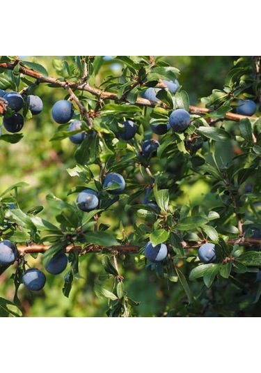Bahçevilya Siyah Mersin Murt Fidanı 20-30 Cm Boylarında Tüplü