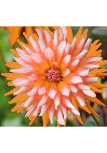 10 Adet Turuncu Beyaz Dahlia + 10 Adet Hediye Karışık Renk Gül Tohumu