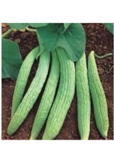 30 Adet Organik Acur Tohumu + Sebze Tohumu