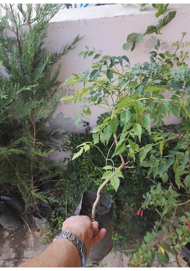 Acem Burusu Sarmaşığı Fidanı. Tüplü 40-60 Cm. Dikime Hazır