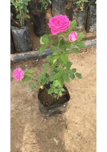 Pembe Reçellik Kokulu Gerçek Isparta Gülü Fidanı 10-20 Cm