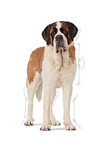 Royal Canin Giant Junior Dev Irk Yavru Köpek Maması 15 KG
