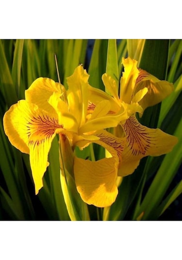 Sarı Kırmızı Damarlı Iris Süsen Çiçegi Soganı