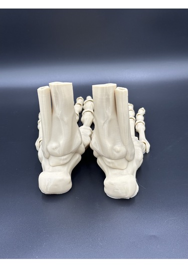 Anatomi - İskelet Çift Ayak - Dekorasyon Doğru Detay