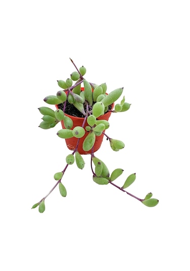 Othonna Capensis Sukulent Bitki Yakut Kolyesi 5.5 Saksıda