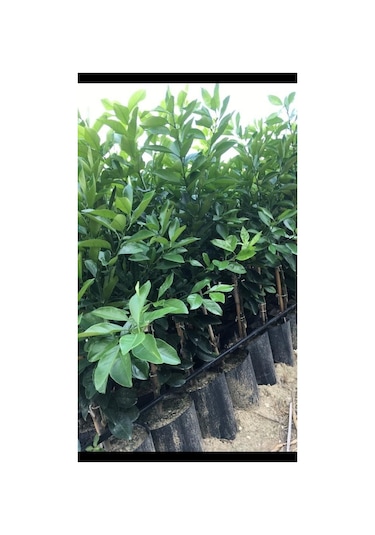 Tüplü Bodur Saksılık Navelina Portakal Yediveren Limon 2 Yaş