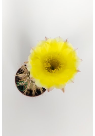 Lobivia Aurea Sarı Çiçek Açan Kaktüs Özel Tür Bol Yavru 5.5 CM Kahverengi Saksıda