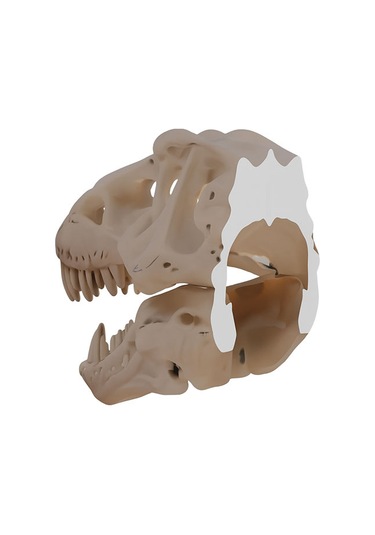 T-rex Kafası Duvar Dekoru