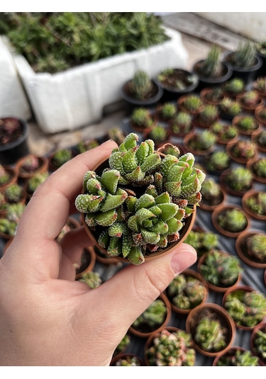 Haworthia Mini Bodur Tür 1 Adet