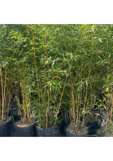 Bambu Bitkisi Bambusa Aurea 150cm
