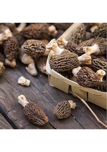 Kuzu Göbeği Mantarı Sıvı Miseli 30cc