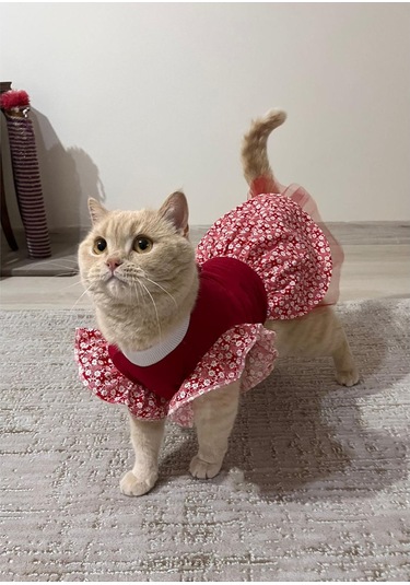 Gobo Çiçek Desenli Papyonlu Kedi Köpek Kıyafeti Elbisesi