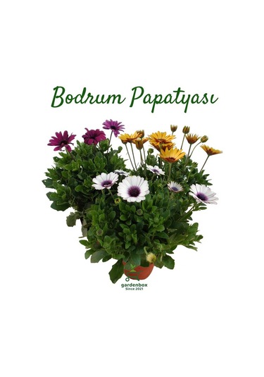 Bahar Çiçekleri Bodrum Papatyası 3'lü Mor+sarı+beyaz Saksılı Bahçe Çiçeği