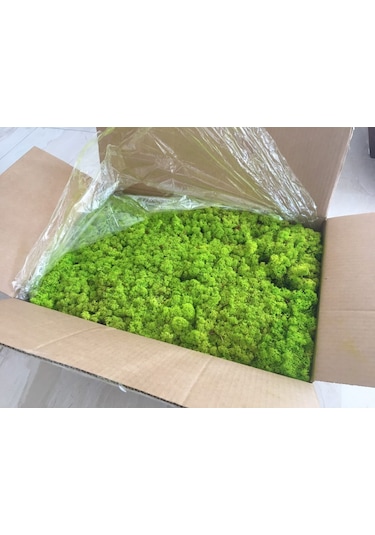 Trend Bahçe Reindeer Moss Lime Green Şoklanmış Norveç Yosunu 4 KG