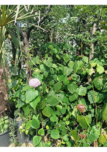 Yeşil Deniz Fidancılık Rus Ortancası Kısmet Ağacı 100-150 Cm