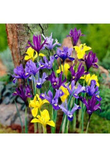 Safir Garden Karışık İris Çiçeği Soğanı 5 Adet