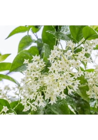 2 Adet 20-40 Cm Kolonya Limon Çiçeği Akşam Gece Sefası Melisa