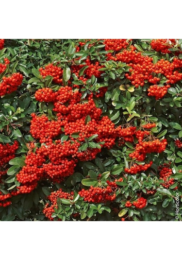 "tüplü Kırmızı Bodur Ateş Dikeni - Dinamizm Katın