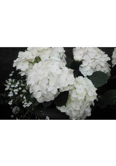 Beyaz Ortanca Çiçeği Fidanı Tüplü \ 20-30 Cm