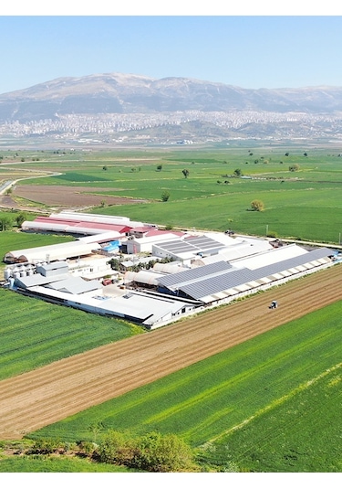 Akalp Çiftliği Soğuk Sıkım Sızma Zeytinyağı 250 ML