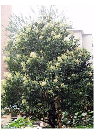 Fidan & Peyzaj - 10 Adet Ligustrum / Kurtbağrı /çit Bitkisi 1yaş