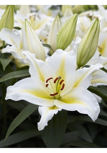 Zambak Soğanı 2'li