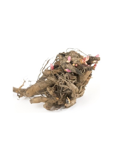 Peonies Festiva Maxima Pink Şakayık Çiçeği Yumrusu 1 Adet