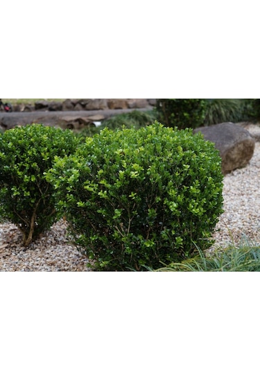 Fidan & Peyzaj - Şimşir (2 Yaş / Buxus sempervirens)