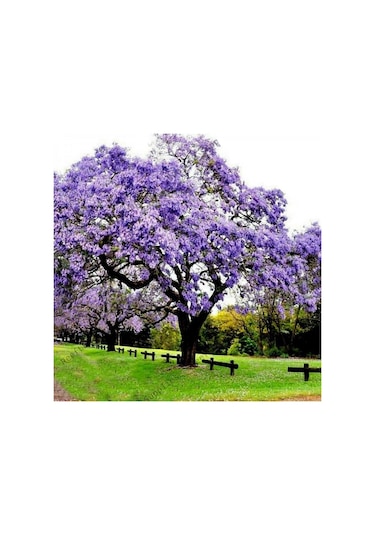 Saksıda Mor Çiçekli Yoğun Kokulu Pavlonia Fidanı Boy 120-150 Cm