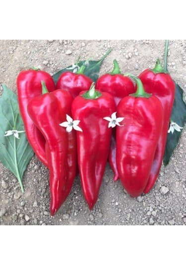 Közlemelik Kırmızı Biber Tohumu Tatlı Biber Tohumu 40 Tohum