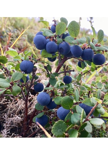 Yaban Mersini Meyve Fidanı Vaccinium Myrtillus
