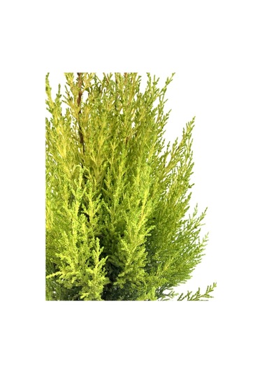 Videolu Ithal Limoni Servi Fidanı 3 Adet 30-50cm Saksılı/ Tüplü Cupressus Macrocarpa