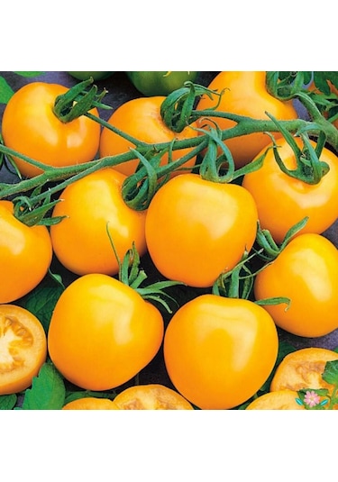 Doğal Golden Jubile Domates Tohumu 20 Adet 1 Paket