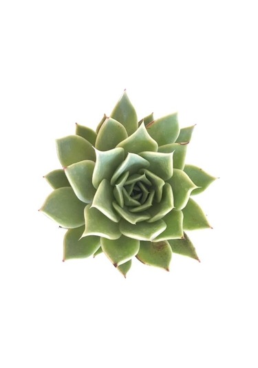 Saksıda İthal Büyük Boy Sukulent