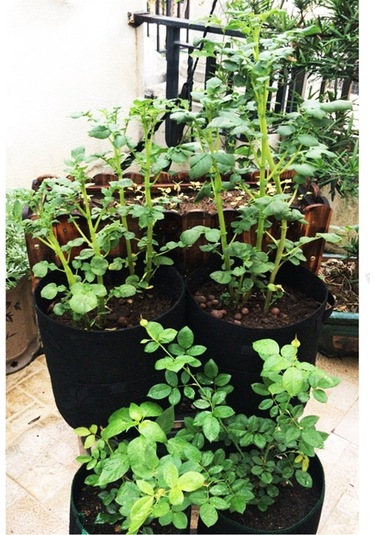 Patates, Havuç, Domates Yetiştirme Torbası - Pratik Bahçe Çantası, Nefes Alır