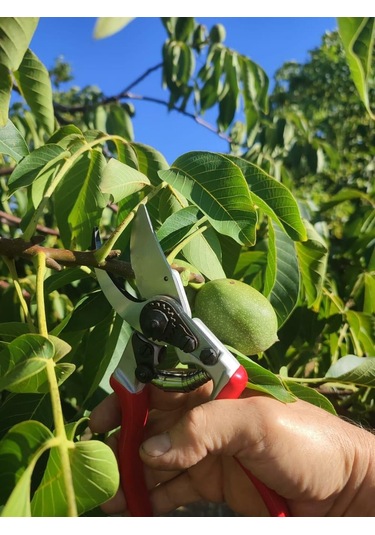 Kıng Tıger Budama Makası Kt-16-30416