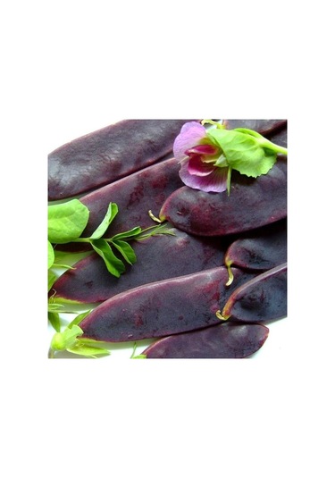 Geleneksel Şiraz Siyah Bezelye Tohumu 10 Tohum