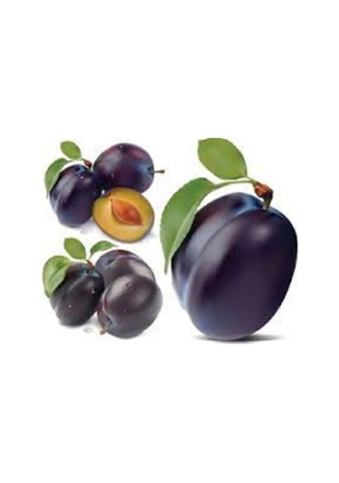 3 Yaş Tüplü Aneglino Anjelika Japon Eriği Fidanı Boy 150cm+