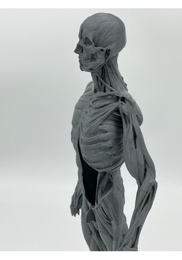 İnsan Anatomisi Erkek - Kas Ve Kemik Detaylar - 35 Cm