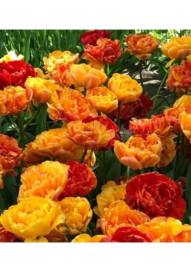 10 Adet Sunlover Turuncu Sarı Lale Soğanı